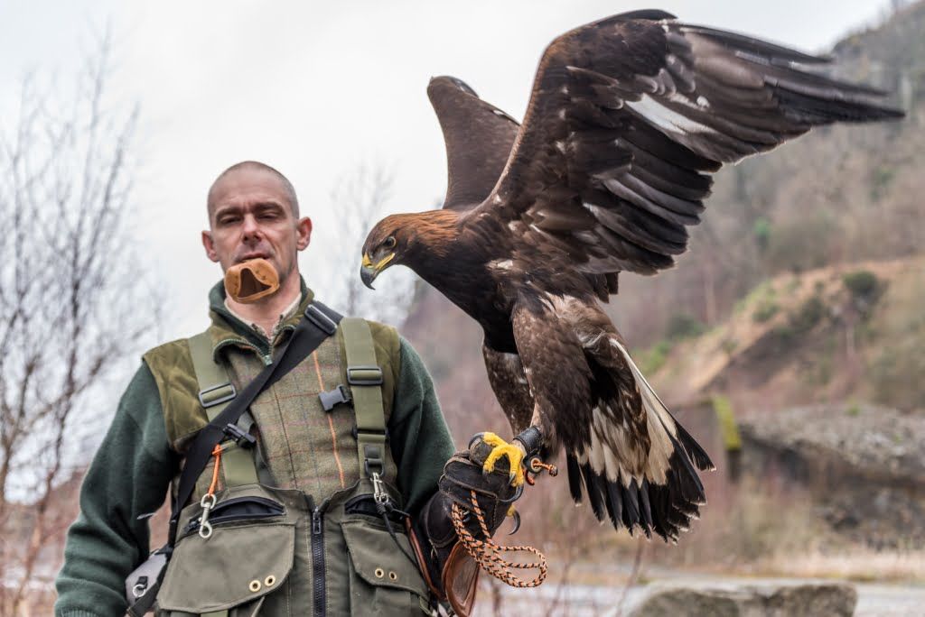 falconer with golden eagle 