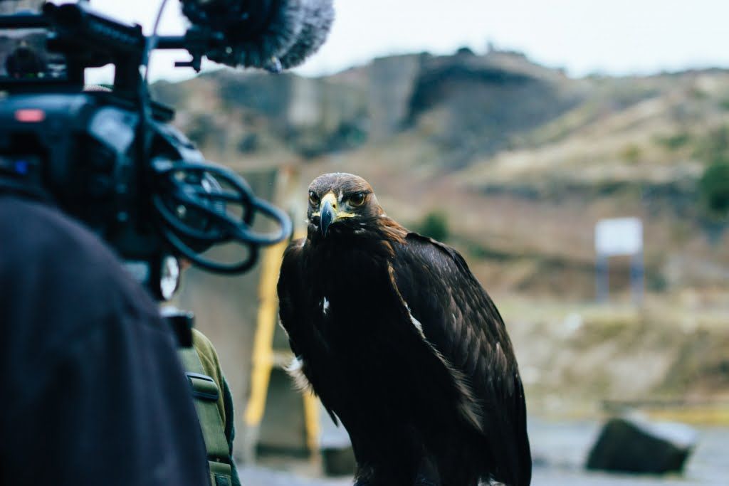 Golden Eagle staring into the camera: video production 